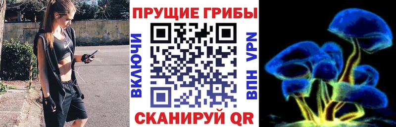продажа наркотиков  Демидов  Галлюциногенные грибы Cubensis 